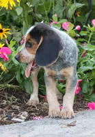 Joey, a male Beagle for sale in Charles City, IA – 3 of 4