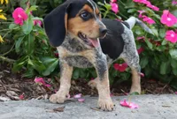 Pepper, a female Beagle for sale in Charles City, IA – 2 of 4