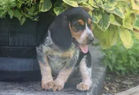 Brutus, a male Beagle for sale in Charles City, IA – 3 of 6