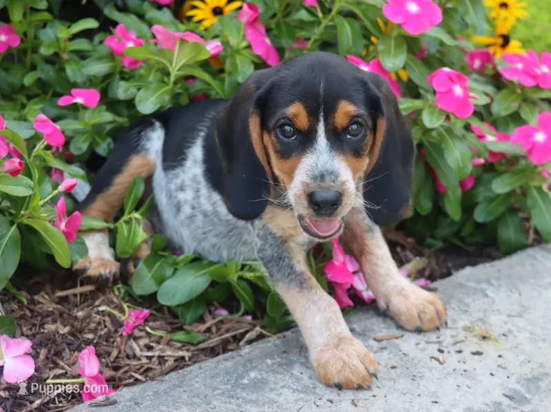 Brutus – Beagle puppy for sale in Charles City, IA