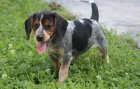 Queenie, a female Beagle for sale in Charles City, IA – 4 of 6
