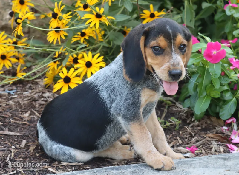 Oreo – Beagle puppy for sale in Charles City, IA