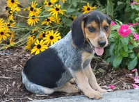 Oreo, a male Beagle for sale in Charles City, IA – 1 of 7