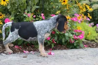 Pepper, a female Beagle for sale in Charles City, IA – 4 of 4
