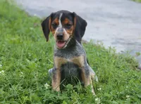 Queenie, a female Beagle for sale in Charles City, IA – 2 of 6