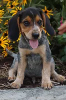 Oreo, a male Beagle for sale in Charles City, IA – 6 of 7