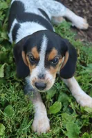 Coba, a female Beagle for sale in Charles City, IA – 2 of 5