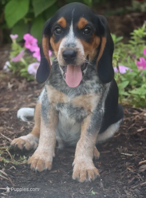 Brutus – Beagle puppy for sale in Charles City, IA