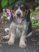 Brutus, a male Beagle for sale in Charles City, IA – 2 of 6