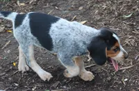 Joey, a male Beagle for sale in Charles City, IA – 4 of 4