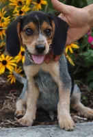 Oreo, a male Beagle for sale in Charles City, IA – 7 of 7