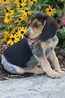 Oreo, a male Beagle for sale in Charles City, IA – 2 of 7