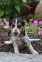 Coba, a female Beagle for sale in Charles City, IA – 4 of 5