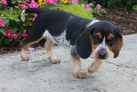 Brutus, a male Beagle for sale in Charles City, IA – 5 of 6