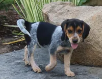 Oreo, a male Beagle for sale in Charles City, IA – 3 of 7