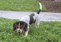 Coba, a female Beagle for sale in Charles City, IA – 5 of 5