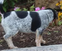 Coba, a female Beagle for sale in Charles City, IA – 3 of 5