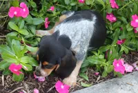 Brutus, a male Beagle for sale in Charles City, IA – 6 of 6