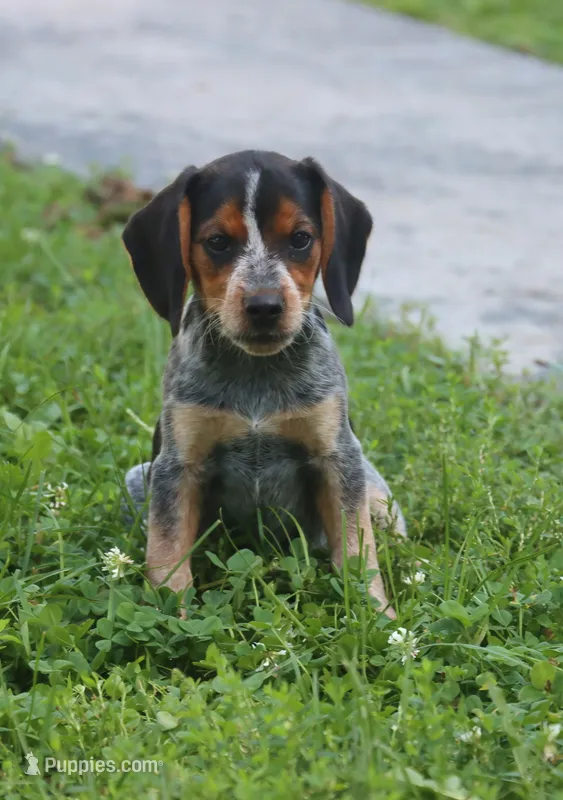 Queenie – Beagle puppy for sale in Charles City, IA