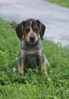 Queenie, a female Beagle for sale in Charles City, IA – 1 of 6