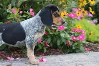 Pepper, a female Beagle for sale in Charles City, IA – 3 of 4