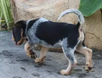 Oreo, a male Beagle for sale in Charles City, IA – 4 of 7