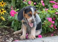 Joey, a male Beagle for sale in Charles City, IA – 2 of 4