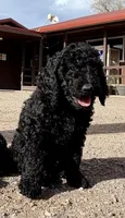 Romeo, a male Labradoodle for sale in Safford, AZ – Photo 2 of 4