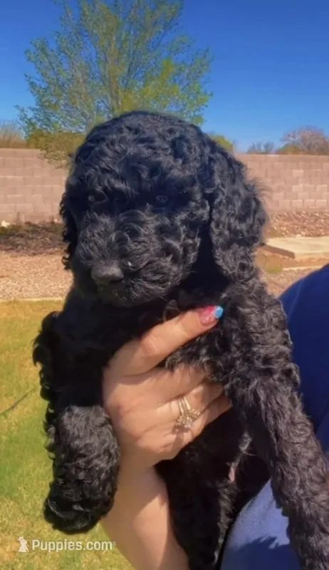 Romeo – Labradoodle puppy for sale in Safford, AZ