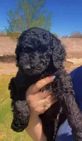 Romeo, a male Labradoodle for sale in Safford, AZ – Photo 1 of 4