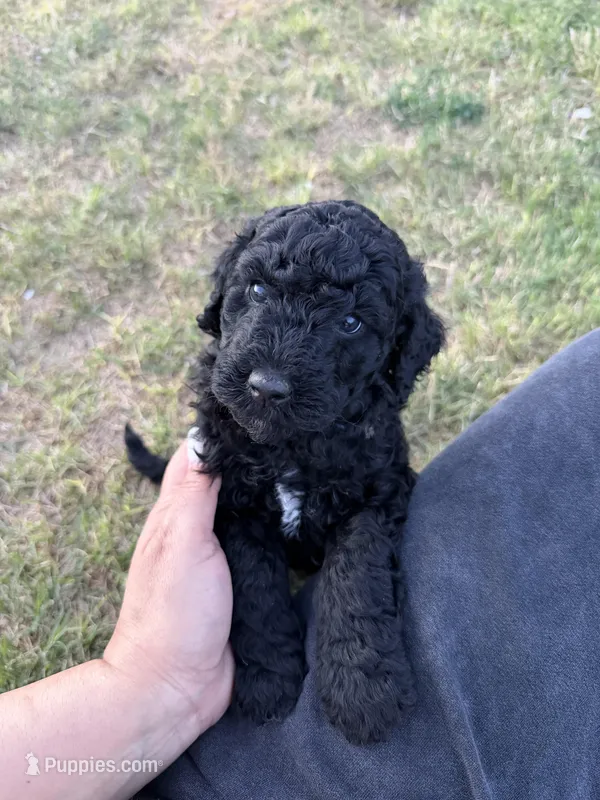 Amore – Labradoodle puppy for sale in Safford, AZ