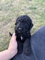 Amore, a female Labradoodle for sale in Safford, AZ – Photo 1 of 2