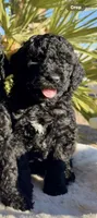 Amore, a female Labradoodle for sale in Safford, AZ – Photo 2 of 2
