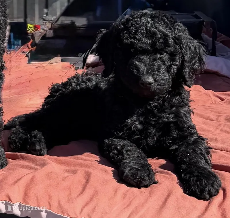 Cupid – Labradoodle puppy for sale in Safford, AZ