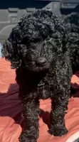Cupid, a male Labradoodle for sale in Safford, AZ – Photo 2 of 2