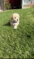 Chloe, a female Maltipoo for sale in Woodland, CA – 5 of 5