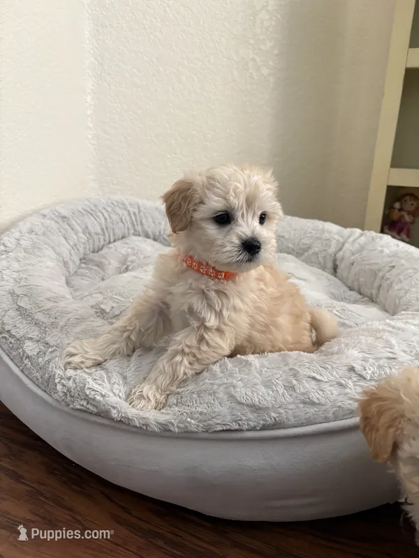 Jack – Maltipoo puppy for sale in Woodland, CA