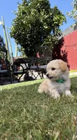 Carl, a male Maltipoo for sale in Woodland, CA – 2 of 7