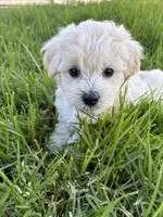 Mimi, a male Maltipoo for sale in Woodland, CA – 5 of 5