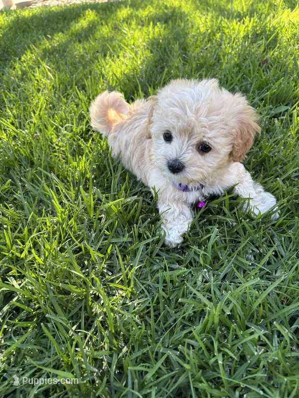 Chloe – Maltipoo puppy for sale in Woodland, CA