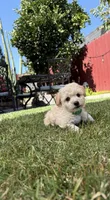 Carl, a male Maltipoo for sale in Woodland, CA – 3 of 7
