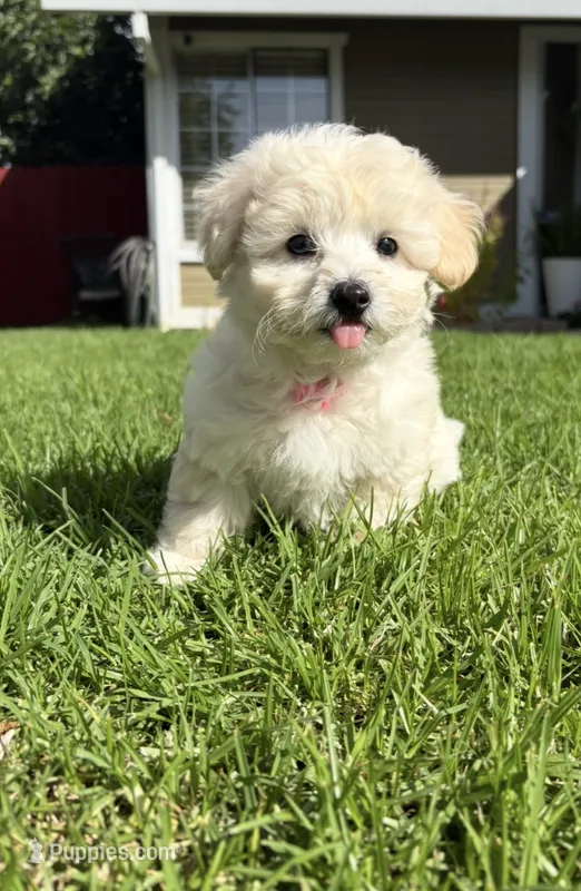 Mimi – Maltipoo puppy for sale in Woodland, CA