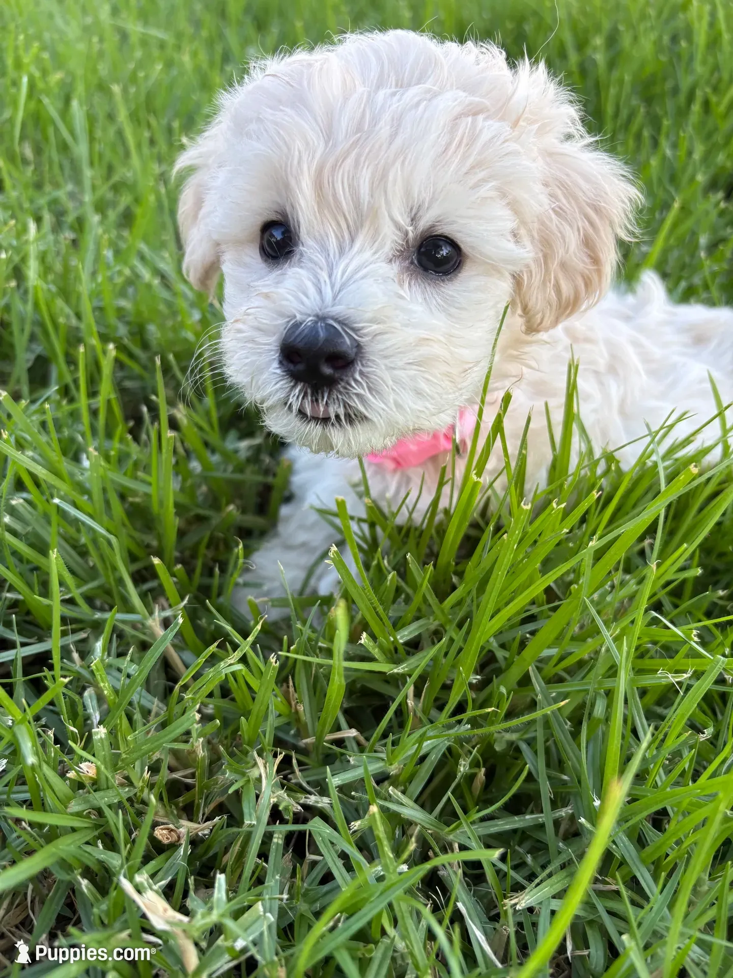 Mimi, a male Maltipoo for sale in Woodland, CA – 4 of 5