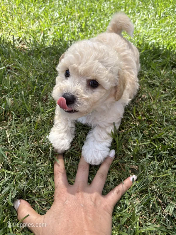 Carl – Maltipoo puppy for sale in Woodland, CA