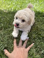 Carl, a male Maltipoo for sale in Woodland, CA – 1 of 7