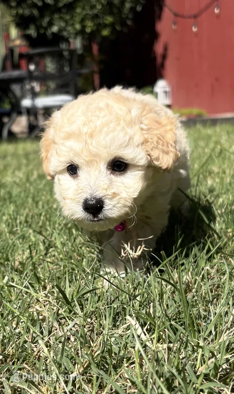 Aby – Maltipoo puppy for sale in Woodland, CA