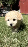 Aby, a female Maltipoo for sale in Woodland, CA – 1 of 3