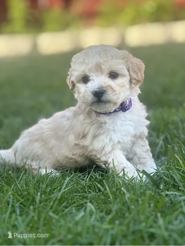 Amanda – Maltipoo puppy for sale in Woodland, CA