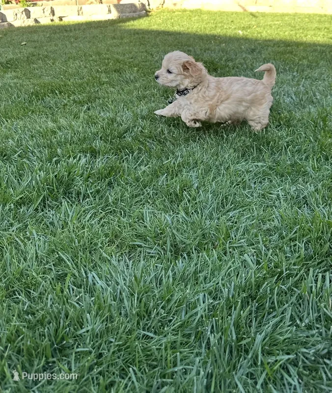 Erik – Maltipoo puppy for sale in Woodland, CA