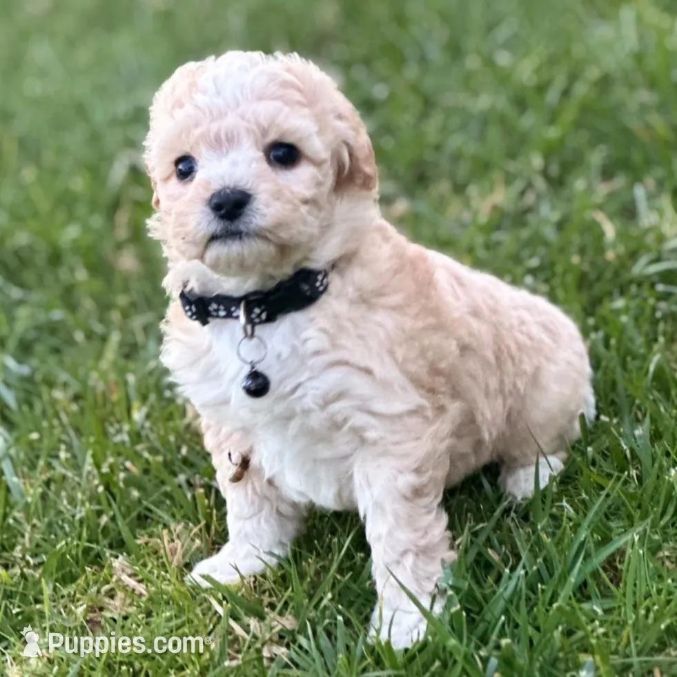Erik, a male Maltipoo for sale in Woodland, CA – Photo 2 of 3